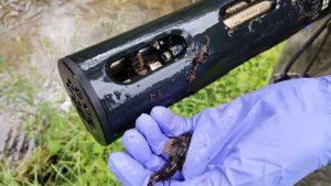 Photo of a bullhead in a hand, after being removed from the casing of a water quality sonde