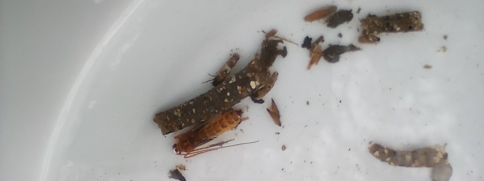 Extended riverfly surveys Chesham moor