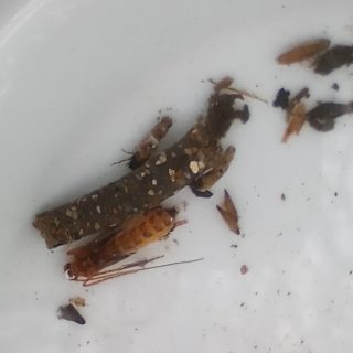 Extended riverfly surveys Chesham moor