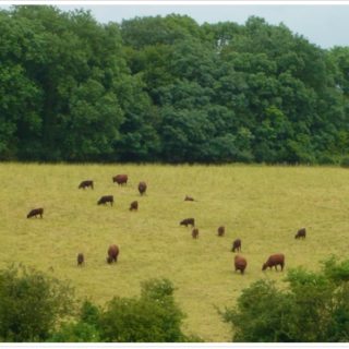 Chess Valley Farmer wins Conservation Award