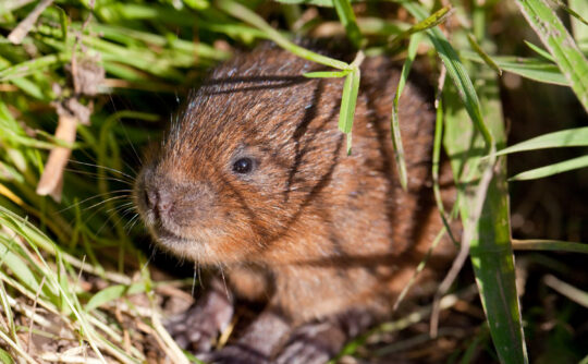 Baby water vole #1, Allen Beechey