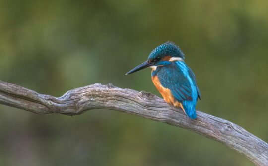 kingfisher_marthaglennon
